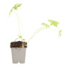 Géranium vivace endressii 20cm Godet 9cm - Geranium