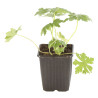 Géranium vivace macrorrhizum 20cm Godet 9cm - Geranium