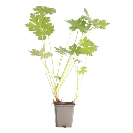 Géranium vivace macrorrhizum Bevans Variety 20cm Godet 9cm - Geranium