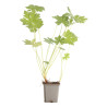 Géranium vivace macrorrhizum Bevans Variety 20cm Godet 9cm - Geranium
