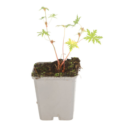 Géranium vivace Brookside 20cm Godet 9cm - Geranium