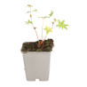 Géranium vivace Brookside 20cm Godet 9cm - Geranium