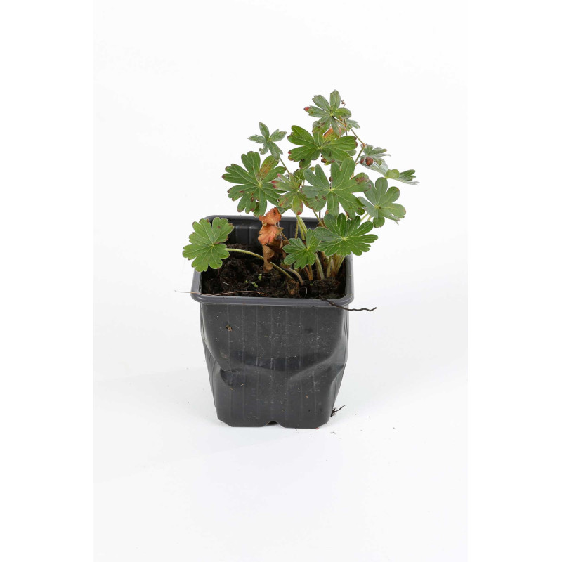 Géranium vivace macrorrhizum Spessart 20cm Godet 9cm - Geranium