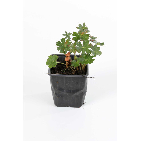 Géranium vivace macrorrhizum Spessart 20cm Godet 9cm - Geranium