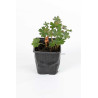 Géranium vivace macrorrhizum Spessart 20cm Godet 9cm - Geranium