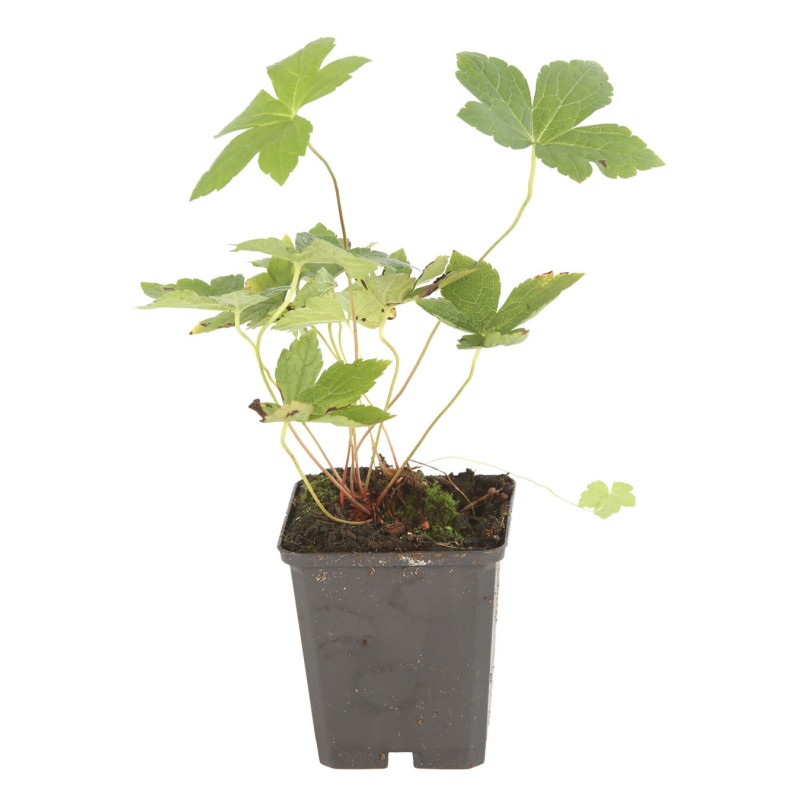 Géranium vivace nodosum 20cm Godet 9cm - Geranium