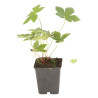 Géranium vivace nodosum 20cm Godet 9cm - Geranium