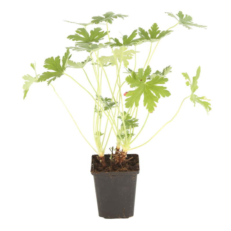 Géranium vivace macrorrhizum Ingwersens Variety 20cm Godet 9cm - Geranium