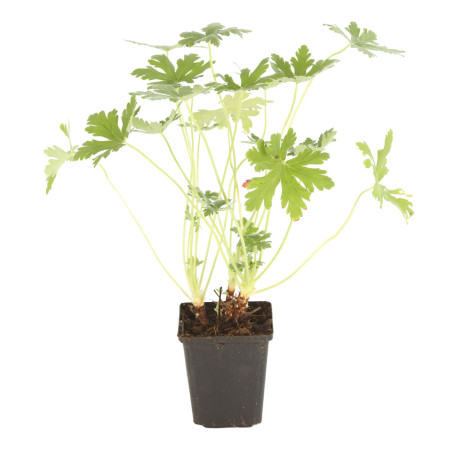 Géranium vivace macrorrhizum Ingwersens Variety 20cm Godet 9cm - Geranium