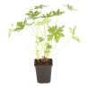Géranium vivace macrorrhizum Ingwersens Variety 20cm Godet 9cm - Geranium