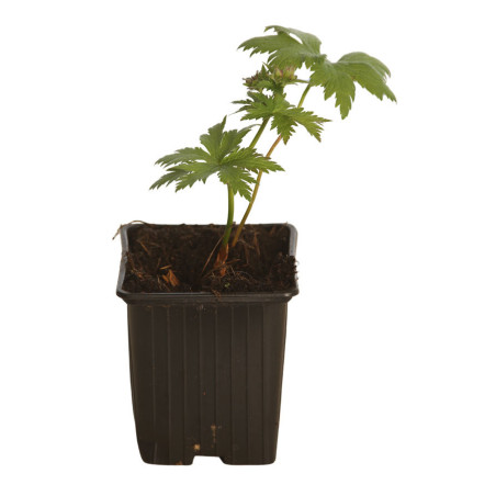 Géranium vivace sylvaticum Mayflower 20cm Godet 9cm - Geranium