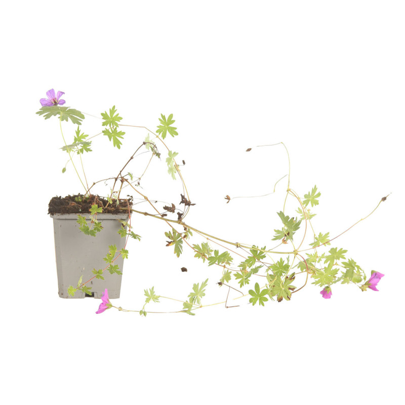 Géranium vivace Dilys 20cm Godet 9cm - Geranium