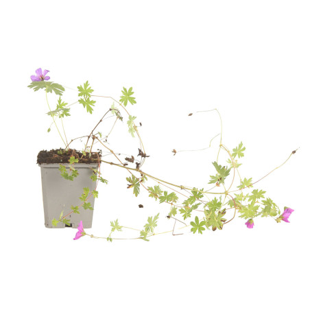 Géranium vivace Dilys 20cm Godet 9cm - Geranium