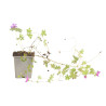 Géranium vivace Dilys 20cm Godet 9cm - Geranium