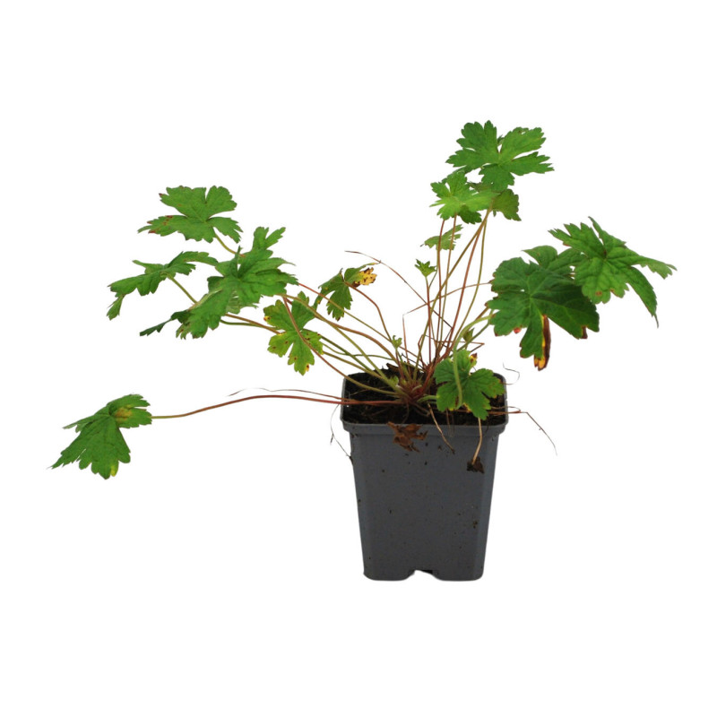 Géranium vivace Versicolor 20cm Godet 9cm - Geranium