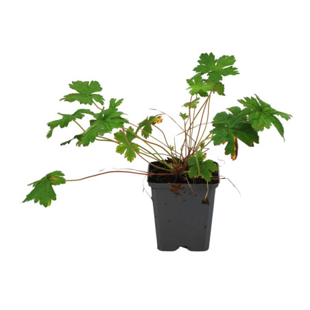Géranium vivace Versicolor 20cm Godet 9cm - Geranium
