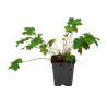 Géranium vivace Versicolor 20cm Godet 9cm - Geranium