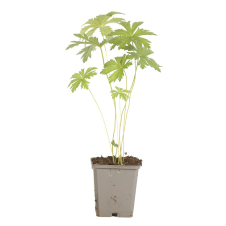 Géranium vivace phaeum 20cm Godet 9cm - Geranium