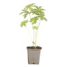 Géranium vivace phaeum 20cm Godet 9cm - Geranium