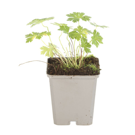 Géranium vivace phaeum Album 20cm Godet 9cm - Geranium