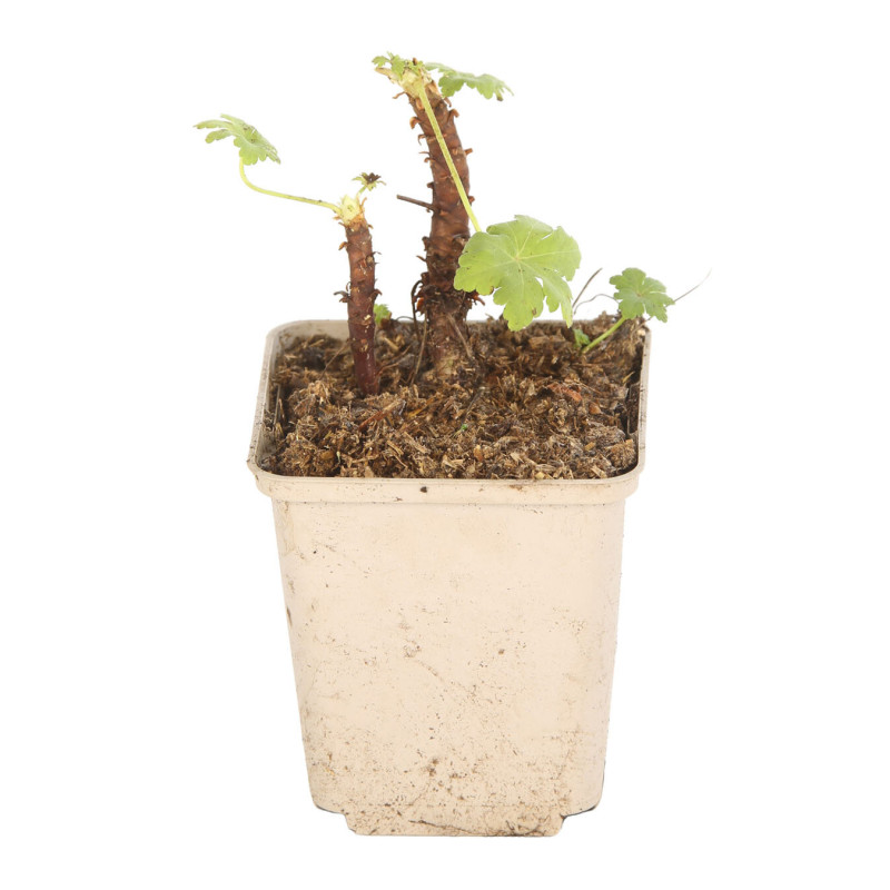 Géranium vivace macrorrhizum White Ness 20cm Godet 9cm - Geranium