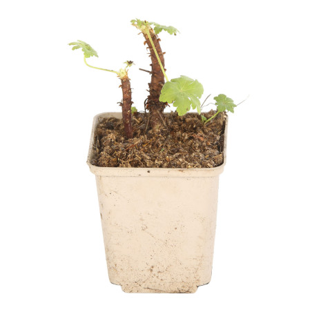 Géranium vivace macrorrhizum White Ness 20cm Godet 9cm - Geranium
