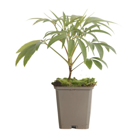 Hellébore foetidus 20cm Godet 9cm - Helleborus