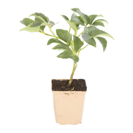 Hellébore argutifolius 20cm Godet 9cm - Helleborus
