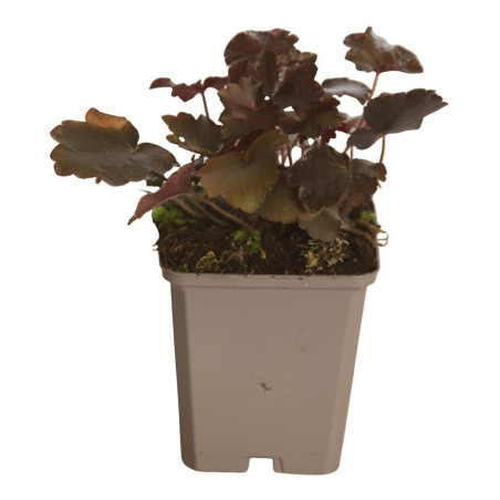 Heuchère micrantha Palace Purple 20cm Godet 9cm - Heuchera