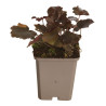 Heuchère micrantha Palace Purple 20cm Godet 9cm - Heuchera
