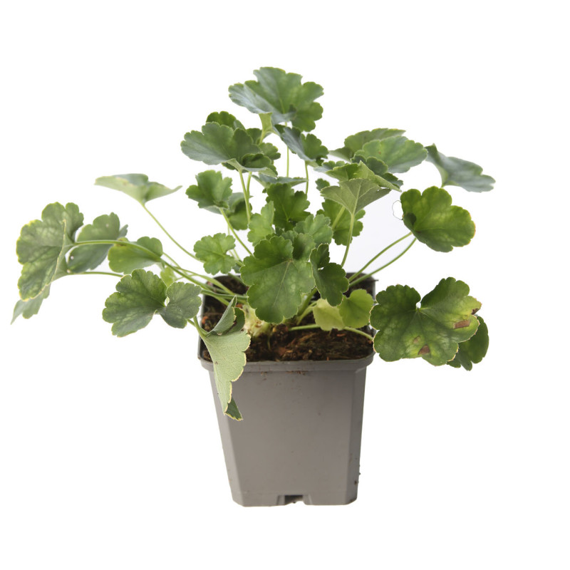 Heuchère Pluie De Feu 20cm Godet 9cm - Heuchera