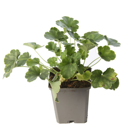 Heuchère Pluie De Feu 20cm Godet 9cm - Heuchera