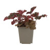 Heuchère Chocolate Ruffles 20cm Godet 9cm - Heuchera