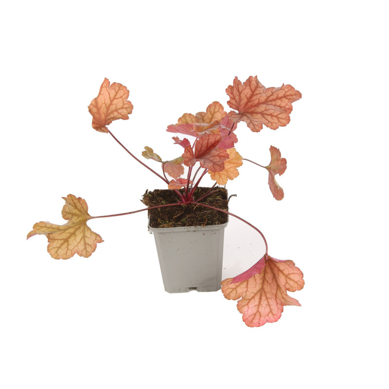 Heuchère Paprika PBR 20cm Godet 9cm - Heuchera