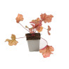 Heuchère Paprika PBR 20cm Godet 9cm - Heuchera
