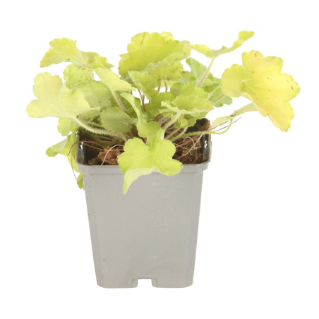 Heuchère hybride Citronelle 20cm Godet 9cm - Heuchera