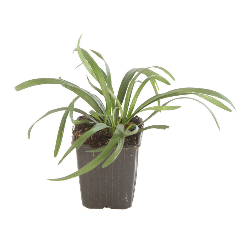 Liriope muscari Big Blue 20cm Godet 9cm - Liriope