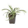 Liriope muscari Big Blue 20cm Godet 9cm - Liriope