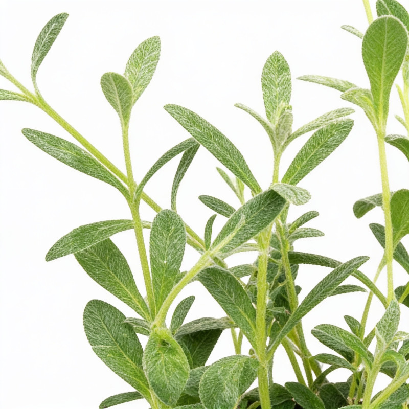 Céraiste tomentosum 20cm Godet 9cm - Cerastium