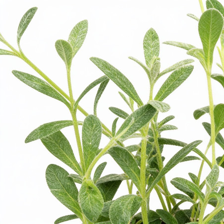 Céraiste tomentosum 20cm Godet 9cm - Cerastium