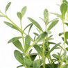 Céraiste tomentosum 20cm Godet 9cm - Cerastium