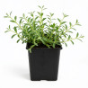 Céraiste tomentosum 20cm Godet 9cm - Cerastium