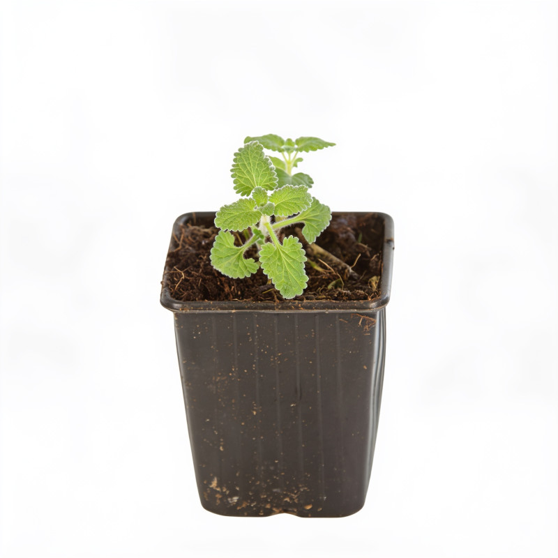Népéta xfaassenii Six Hills Giant 20cm Godet 9cm - Nepeta