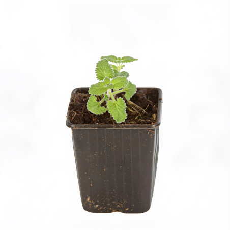 Népéta xfaassenii Six Hills Giant 20cm Godet 9cm - Nepeta
