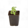 Népéta xfaassenii Six Hills Giant 20cm Godet 9cm - Nepeta
