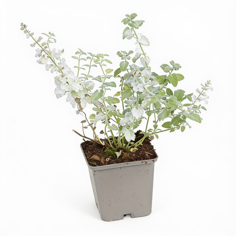 Népéta racemosa Snowflake 20cm Godet 9cm - Nepeta