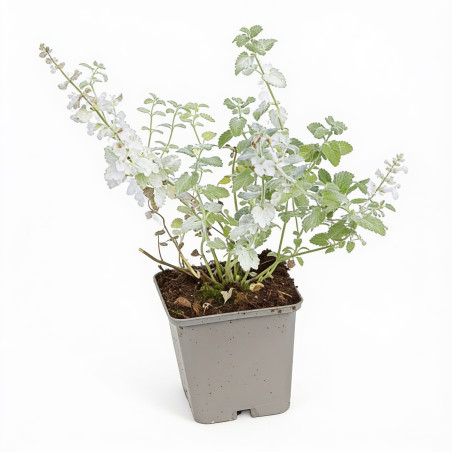 Népéta racemosa Snowflake 20cm Godet 9cm - Nepeta