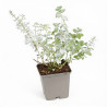 Népéta racemosa Snowflake 20cm Godet 9cm - Nepeta