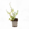 Népéta faassenii Walkers Low 20cm Godet 9cm - Nepeta