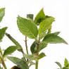 Népéta faassenii Walkers Low 20cm Godet 9cm - Nepeta